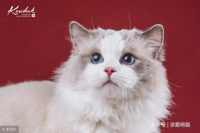 宠物猫品种价格排行(宠物猫品种价格排行表)