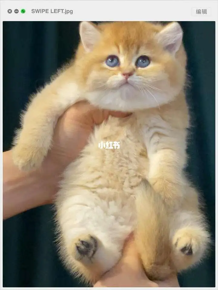 猫的品种金渐层(猫的品种金渐层长什么样)