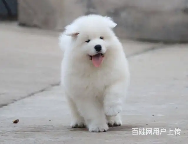 纯种成年萨摩耶犬多少钱一只(纯种成年萨摩耶犬多少钱一只幼犬)