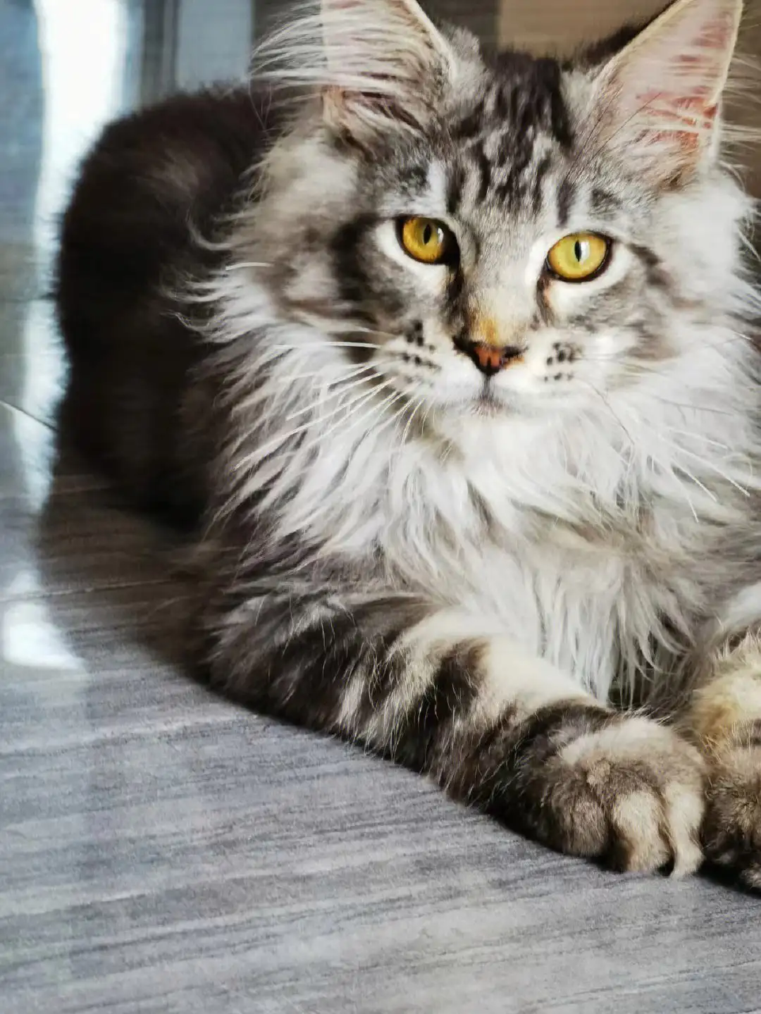 缅因猫在哪买(缅因猫哪里能领养)