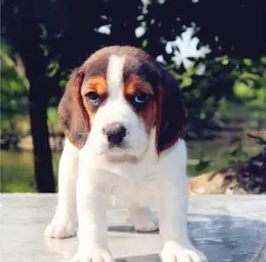 耳朵大的小型犬有哪些(耳朵大身子小的狗叫什么品种)