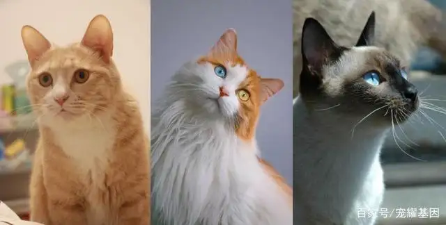 比较常见的猫咪品种(比较常见的猫咪品种名字)