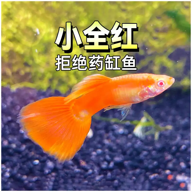 全红孔雀鱼怎么养(全红孔雀鱼怎么分公母)