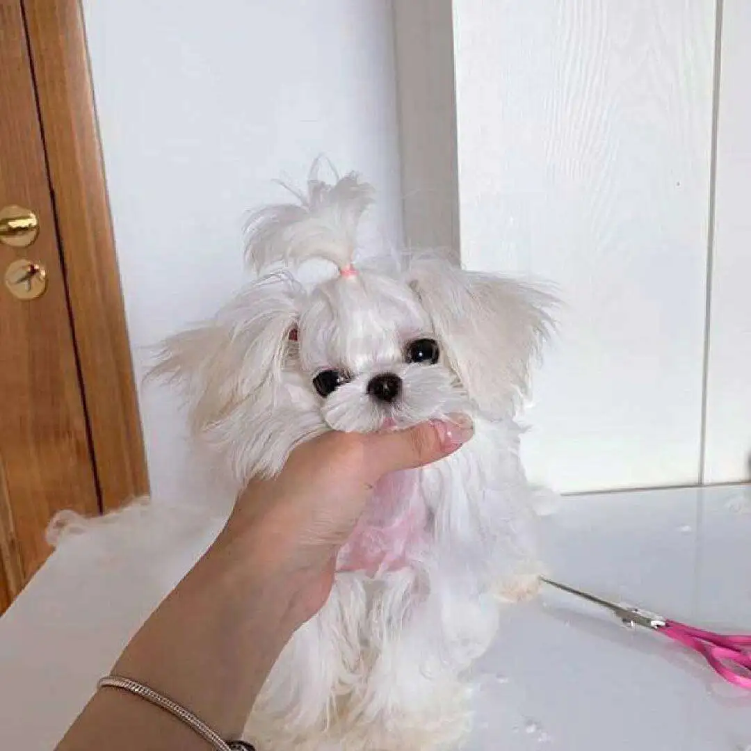 马尔济斯犬配种多少钱(马尔济斯犬养公的好还是母的好)