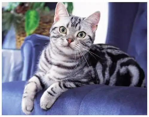 比较常见的猫咪品种(比较常见的猫咪品种名字)
