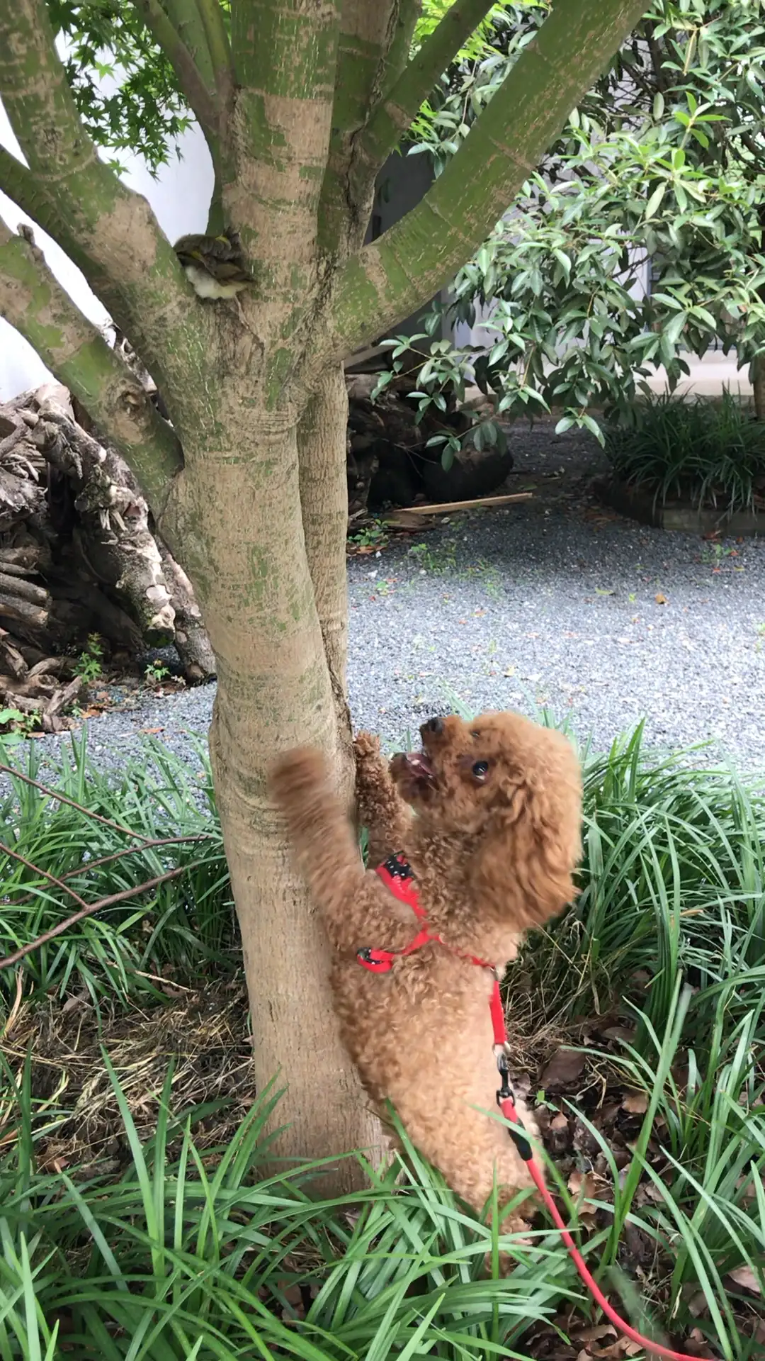 为什么狗不会爬树(为什么狗不会爬树的原因)