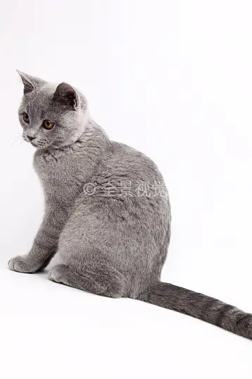 灰色的猫是什么品种(白色和灰色的猫是什么品种)