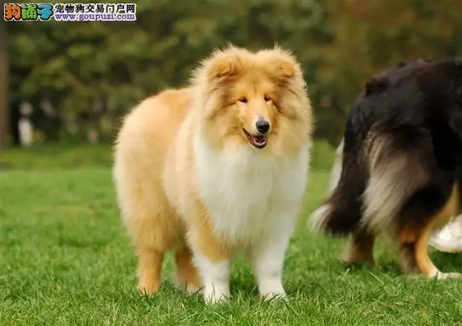 苏格兰牧羊犬的价格(苏格兰牧羊犬价格大盘点)