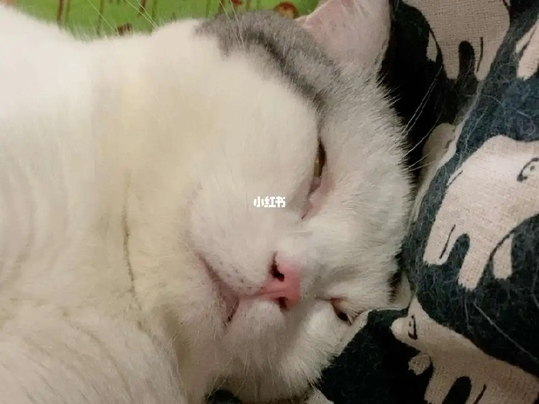 猫咪很久没有咕噜声了(猫咪很久没有咕噜声了是为什么)