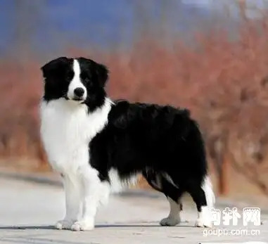 边境牧羊犬如何饲养(边境牧羊犬如何饲养视频)