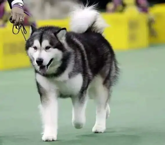 哪有阿拉斯加犬(阿拉斯加犬市场价格)