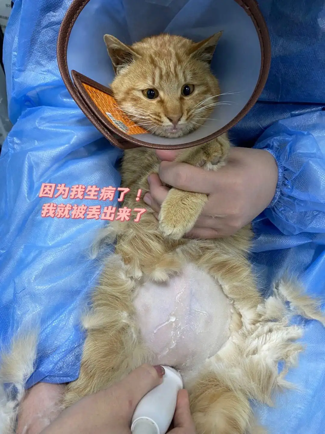 猫传腹的症状图片大全(猫传腹最明显的症状图片)