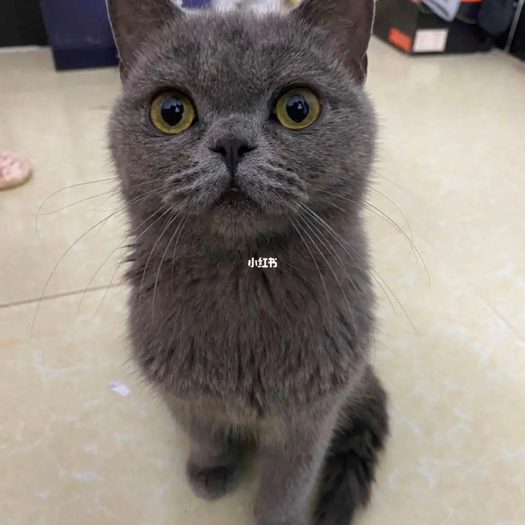宠物猫英短蓝猫(英短蓝猫和普通蓝猫区别)