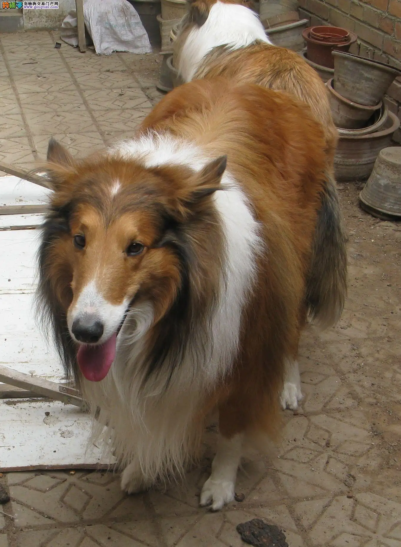苏格兰牧羊犬的价格(苏格兰牧羊犬价格大盘点)