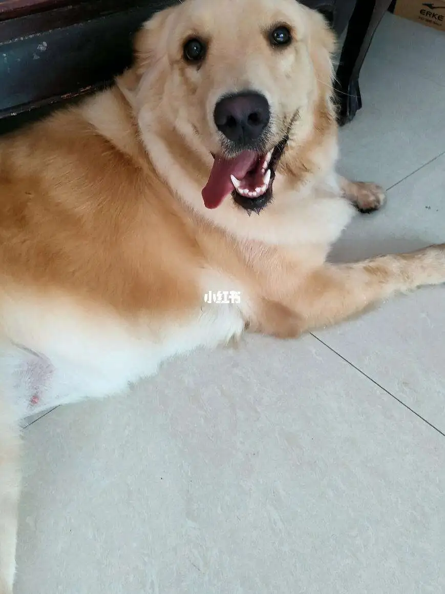 金毛幼犬不吃狗粮怎么回事的简单介绍