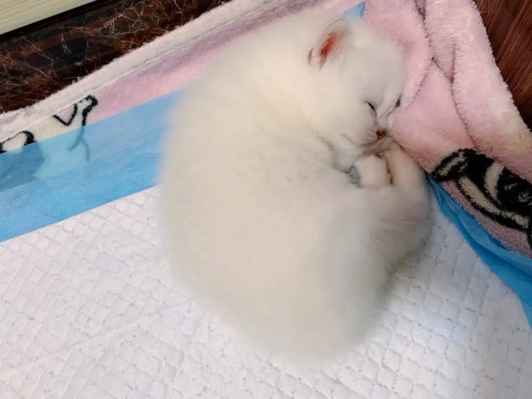母猫显怀(母猫显怀后多久生)