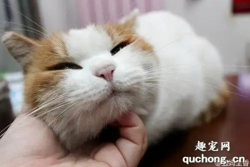 小猫出现呼噜声音是什么意思(小猫出现呼噜声音是什么意思呀)
