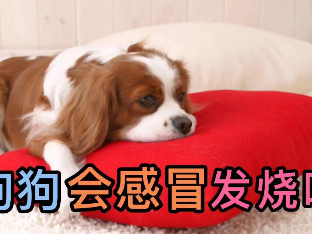 狗狗感冒发烧有什么症状(狗狗感冒引起发烧怎样退烧)