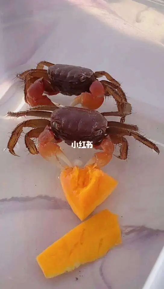 螃蟹喜欢吃什么东西(螃蟹喜欢吃什么东西啊视频)