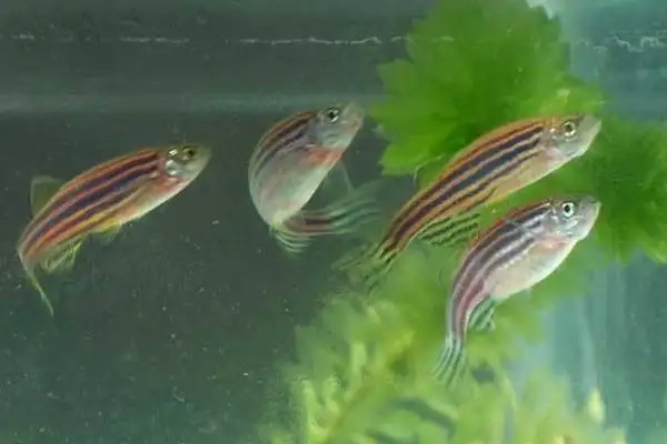红斑马鱼怎么繁殖(红斑马鱼怎么繁殖的)