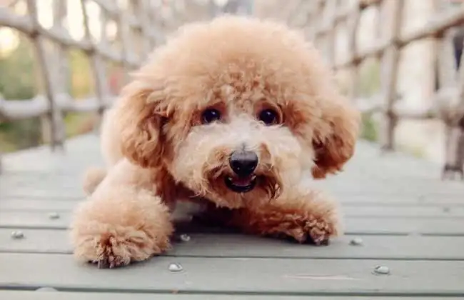 贵宾犬的寿命一般是多久(贵宾犬的寿命一般是多少年)