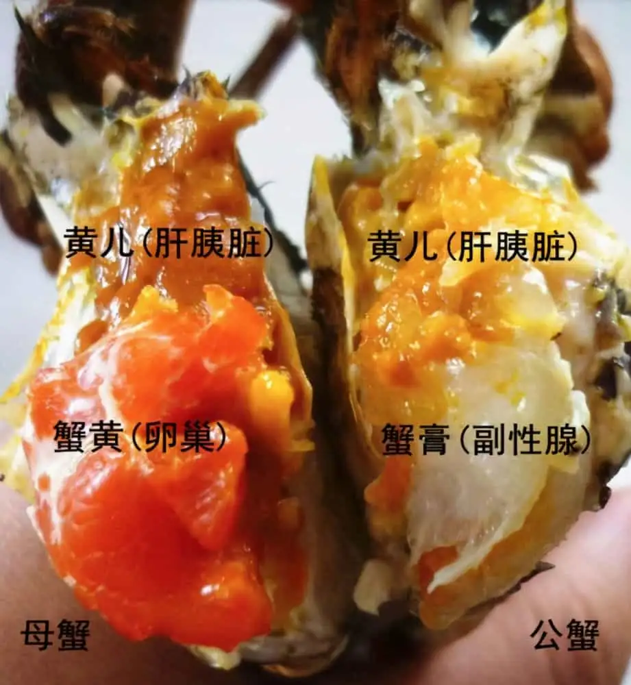 甘油三酯高能吃蟹黄吗(甘油三酯高可以吃梭子蟹吗)