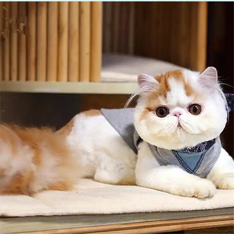 成年加菲猫价格多少钱一只(成年加菲猫价格多少钱一只图片)