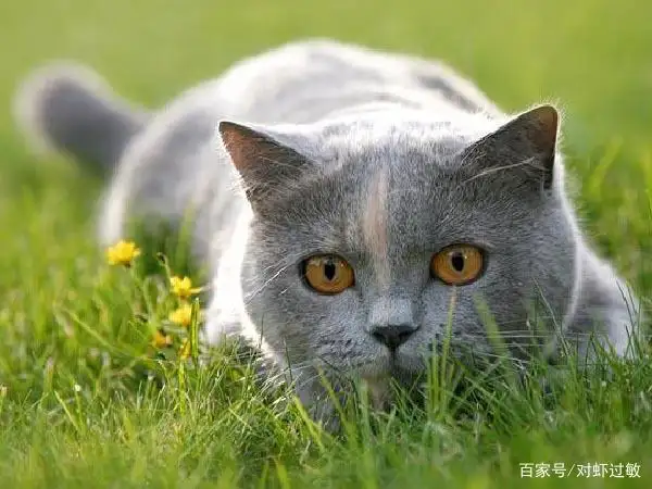 猫的寿命为多少(猫的寿命多少年啊)