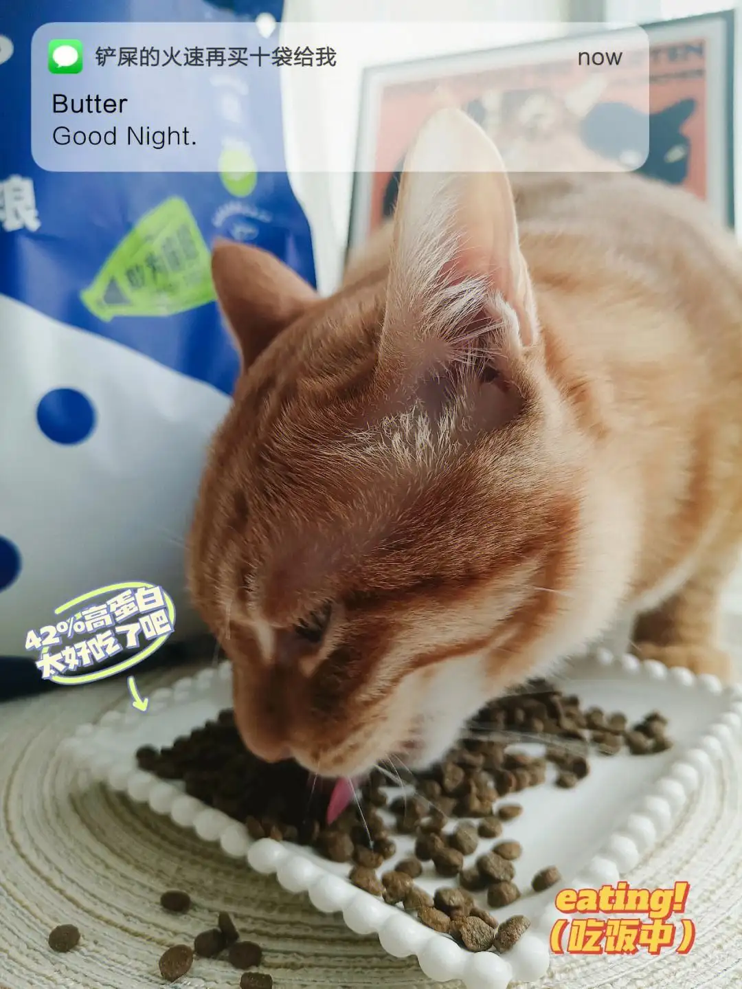 猫的克星是什么气味(猫的克星是什么动物?)