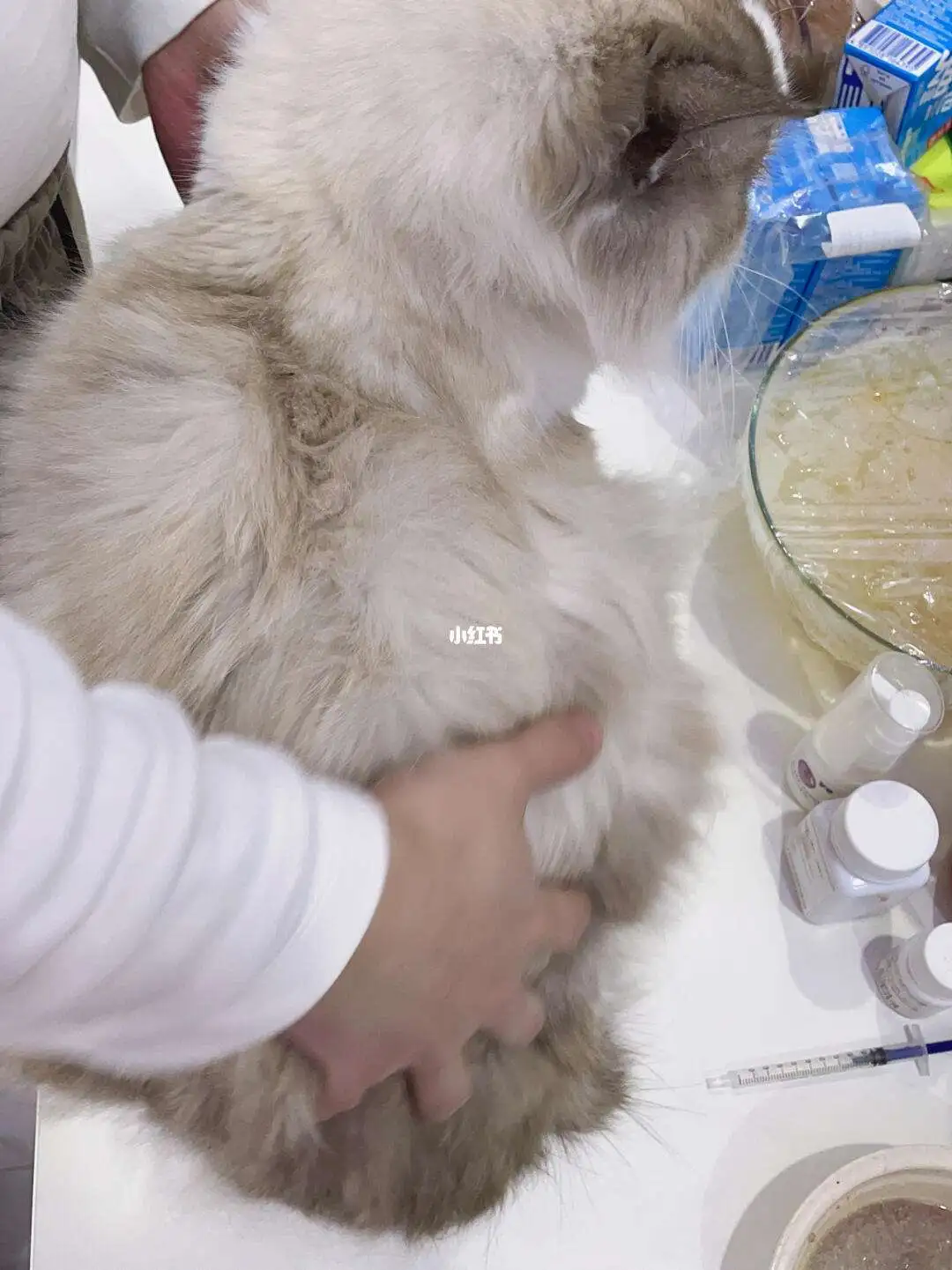 怎样判断猫咪是否得了猫传腹的简单介绍