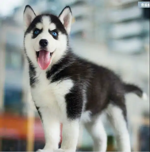 哈士奇幼犬(哈士奇幼犬多少钱一只)