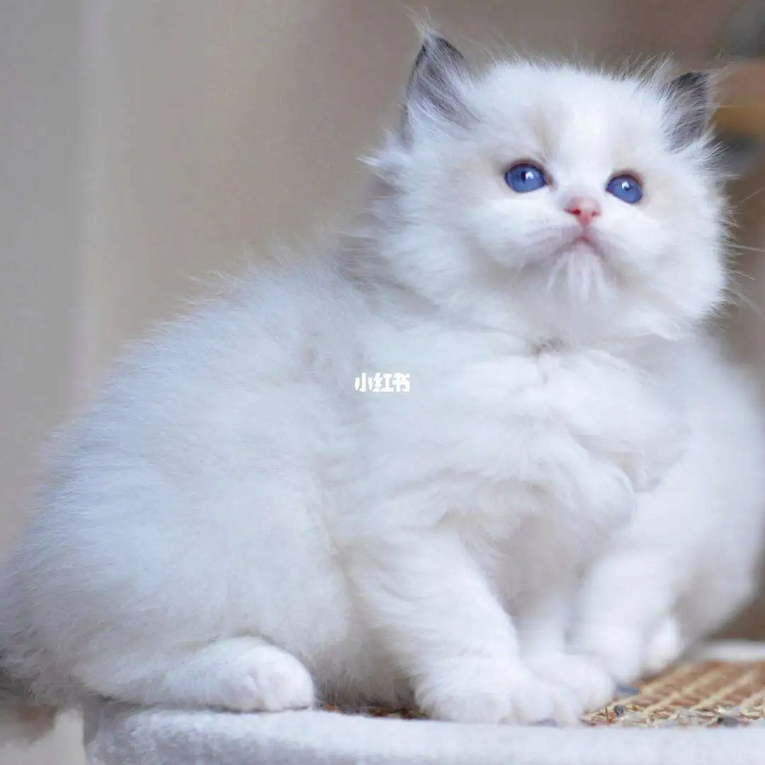 奶猫布偶(奶猫布偶猫)