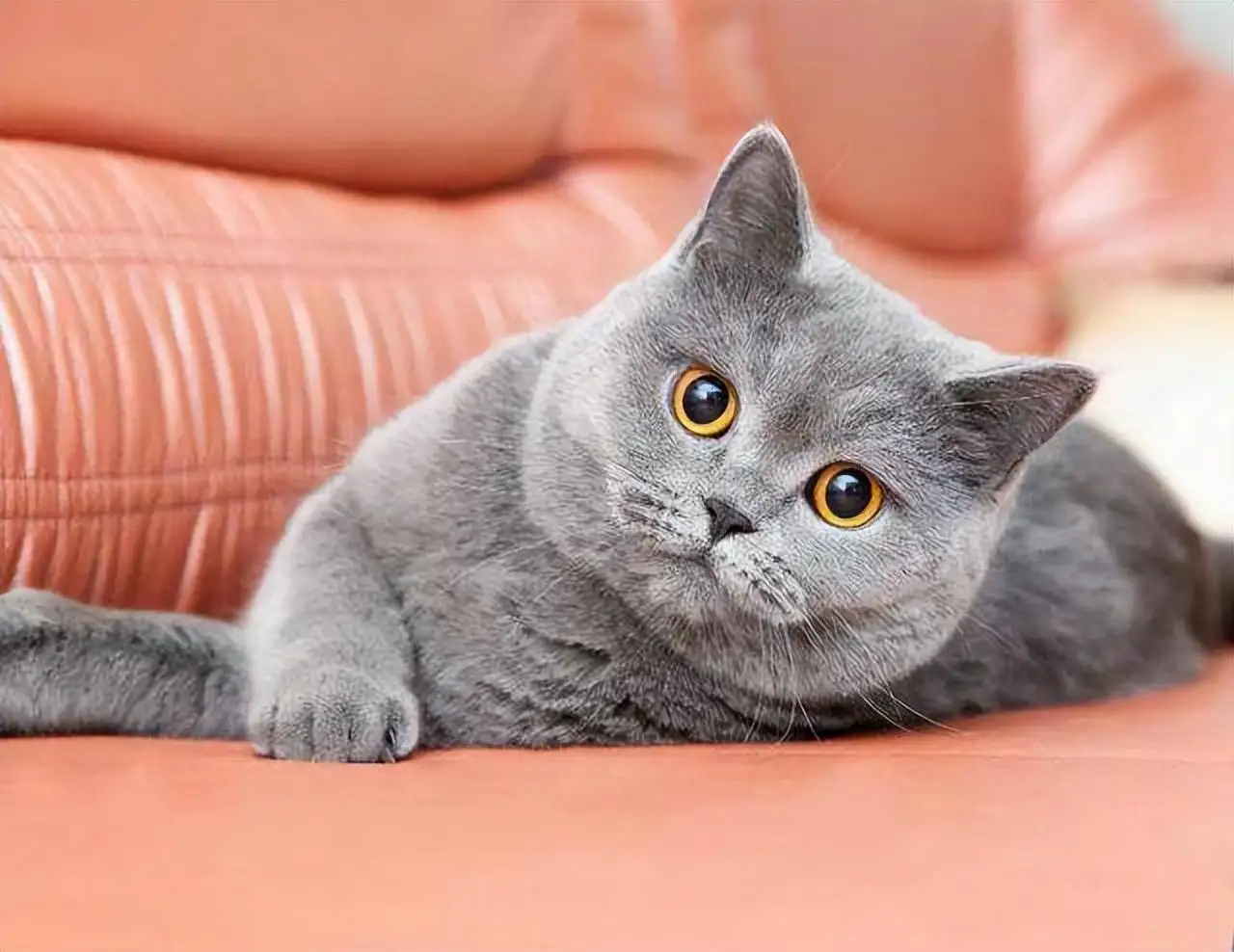 猫的品种温顺(猫哪个品种温顺)