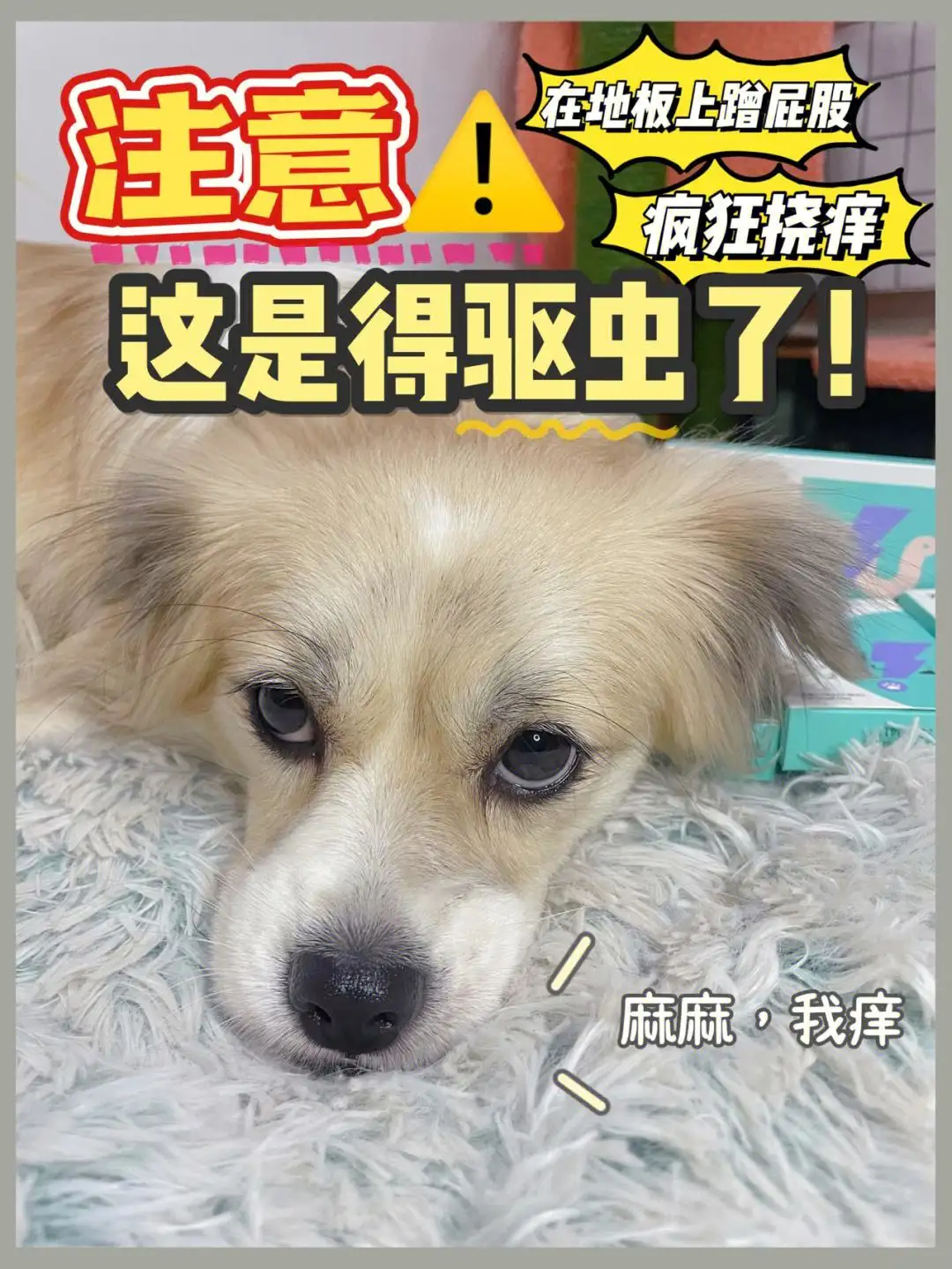 夏天狗狗驱虫(夏天狗狗驱虫有用吗)