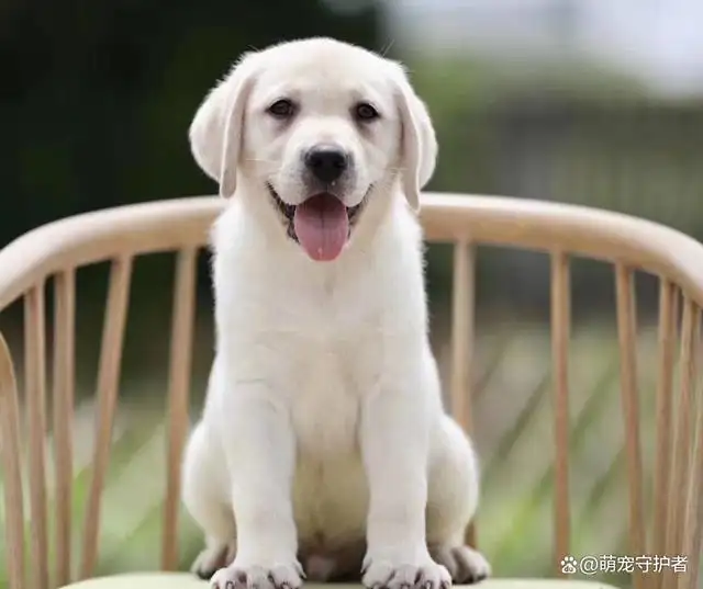 拉布拉多幼犬怎么喂养最好(拉布拉多幼犬怎样喂养和训练?)