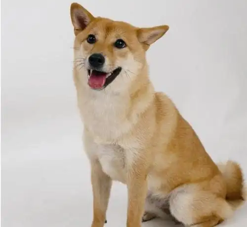 中华犬寿命(中华犬寿命多久)