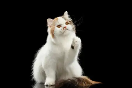 黑色高地猫一般多少钱一只(黑色高地猫一般多少钱一只图片)