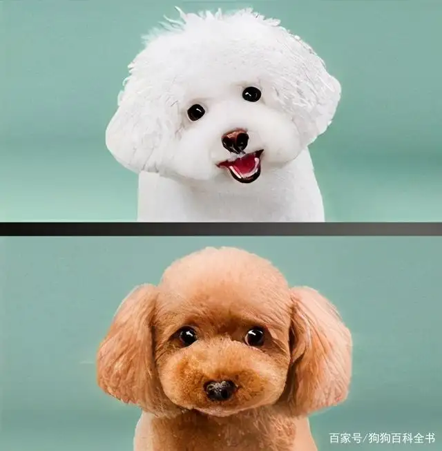 比熊好还是泰迪好养(比熊好还是泰迪好养活)