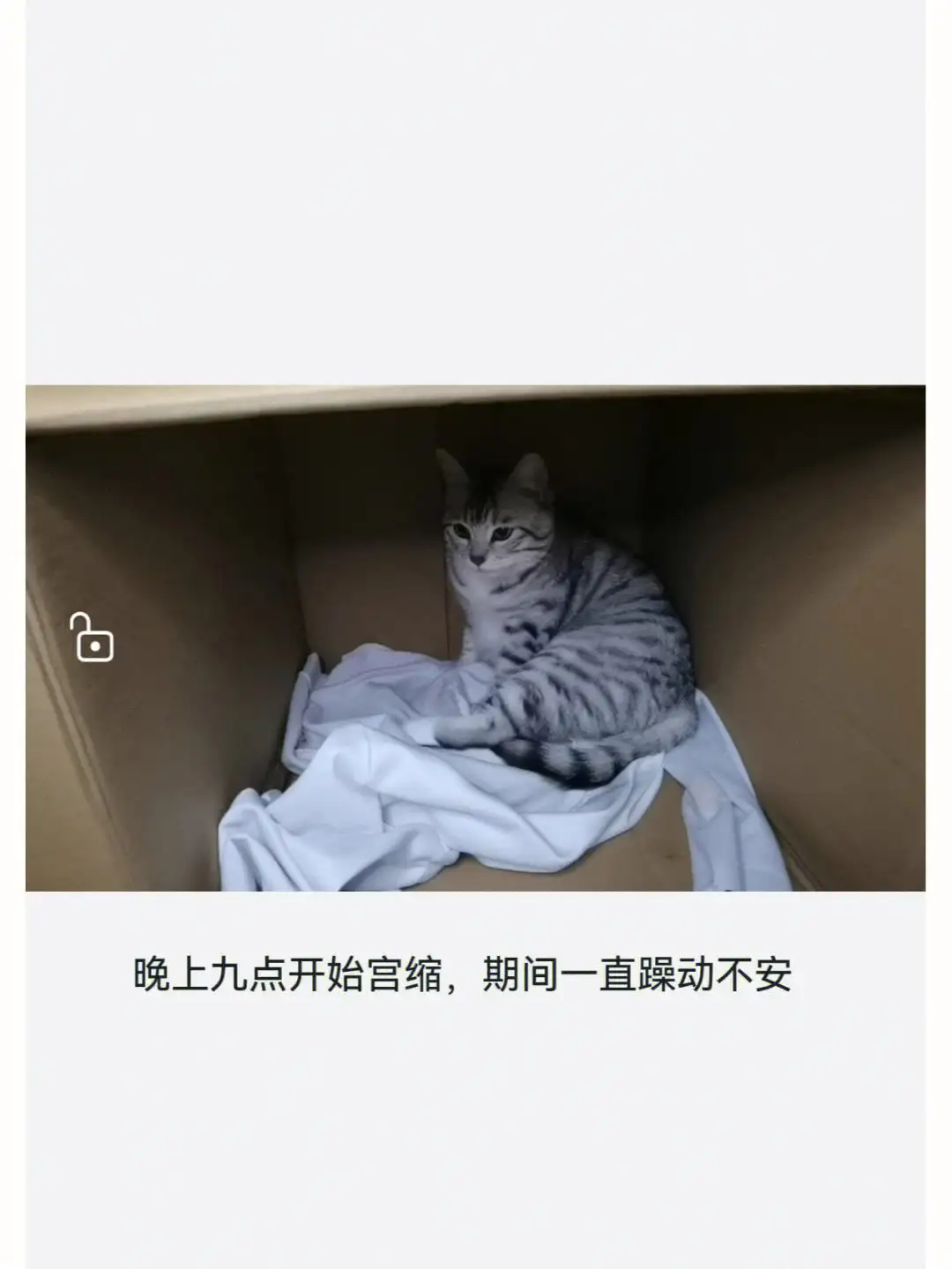母猫显怀(母猫显怀后多久生)