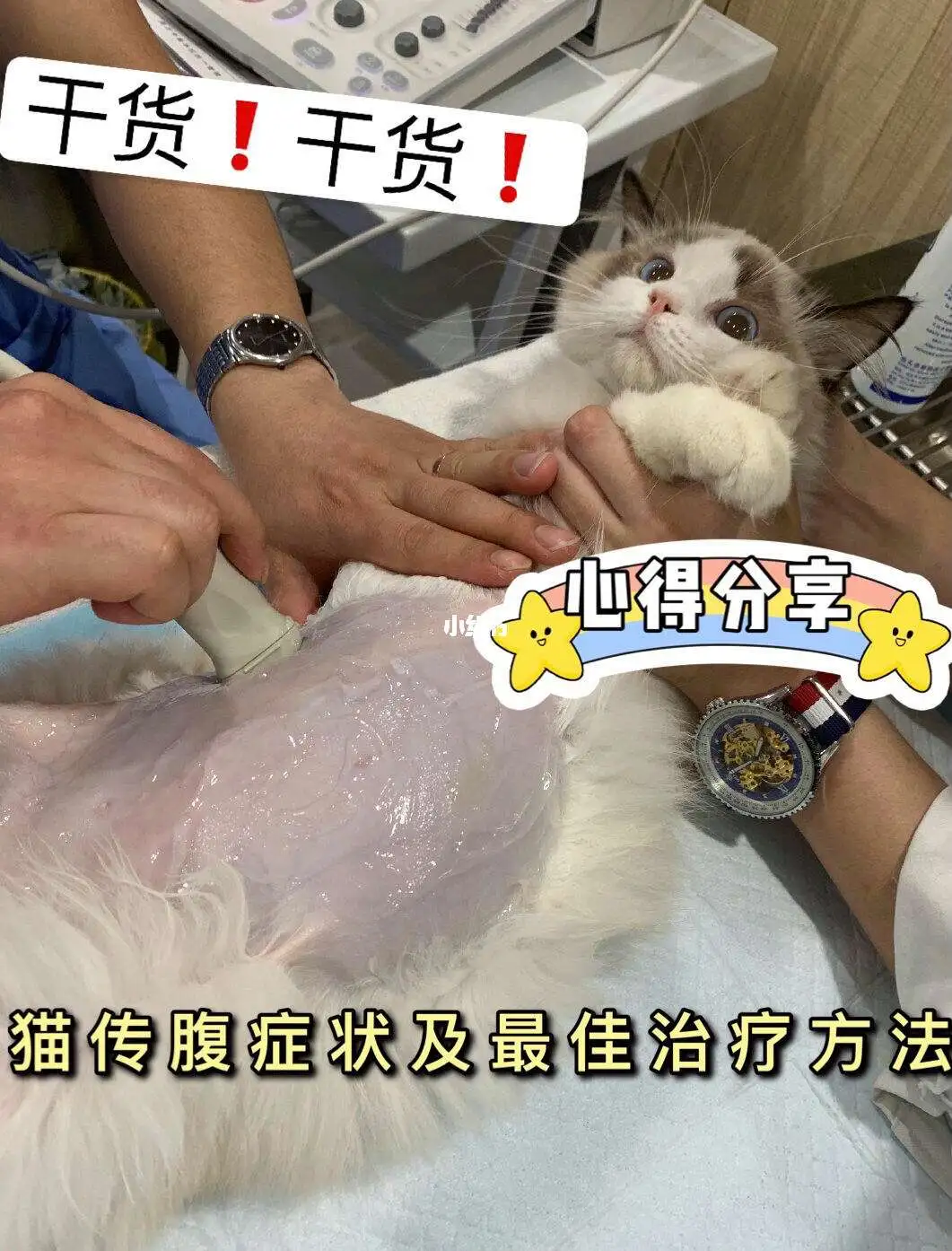 猫传腹的症状图片大全(猫传腹最明显的症状图片)