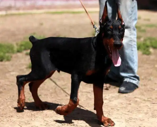 大型杜宾犬狗多少钱一只(大型杜宾犬狗多少钱一只啊)