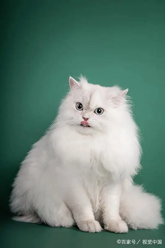 猫的品种温顺(猫哪个品种温顺)