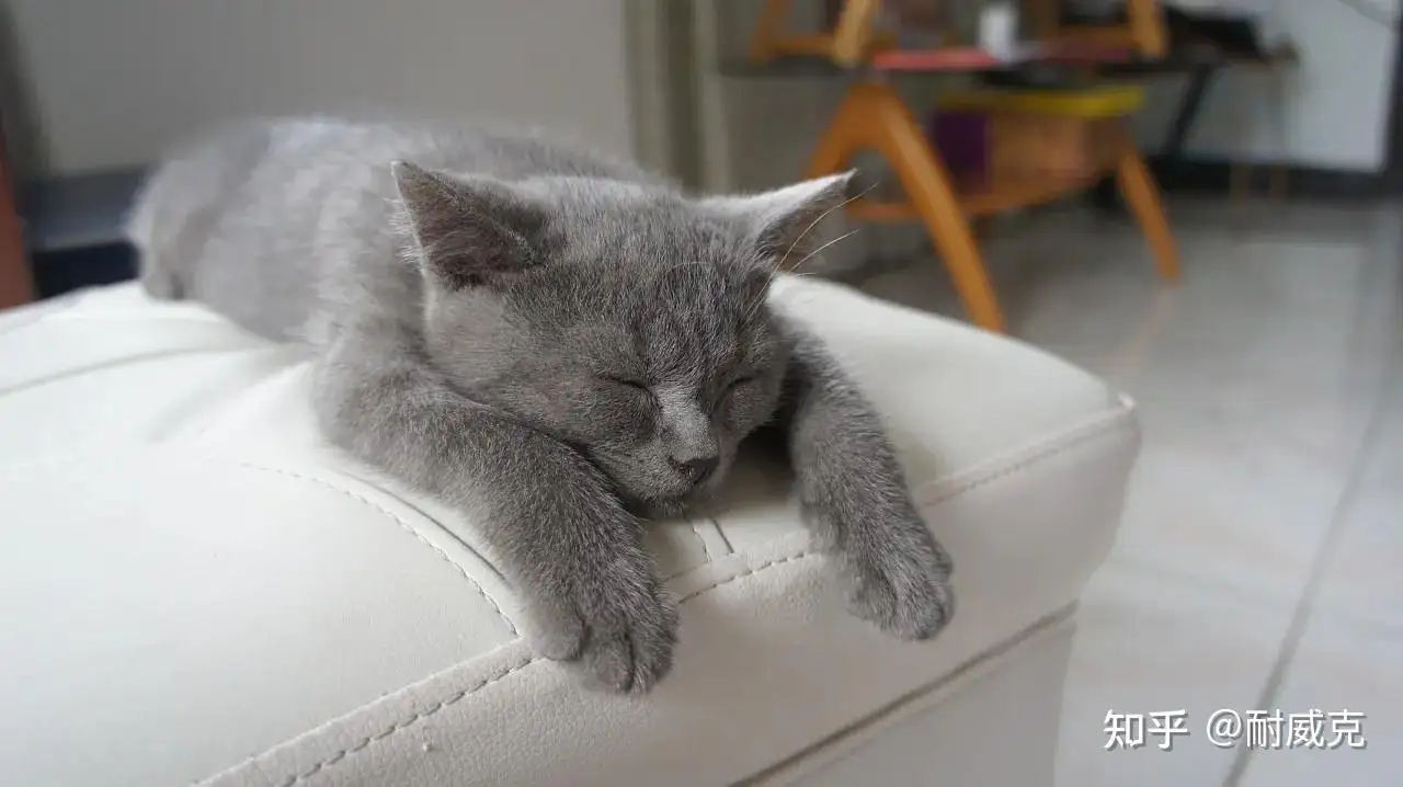 猫咪很久没有咕噜声了(猫咪很久没有咕噜声了是为什么)
