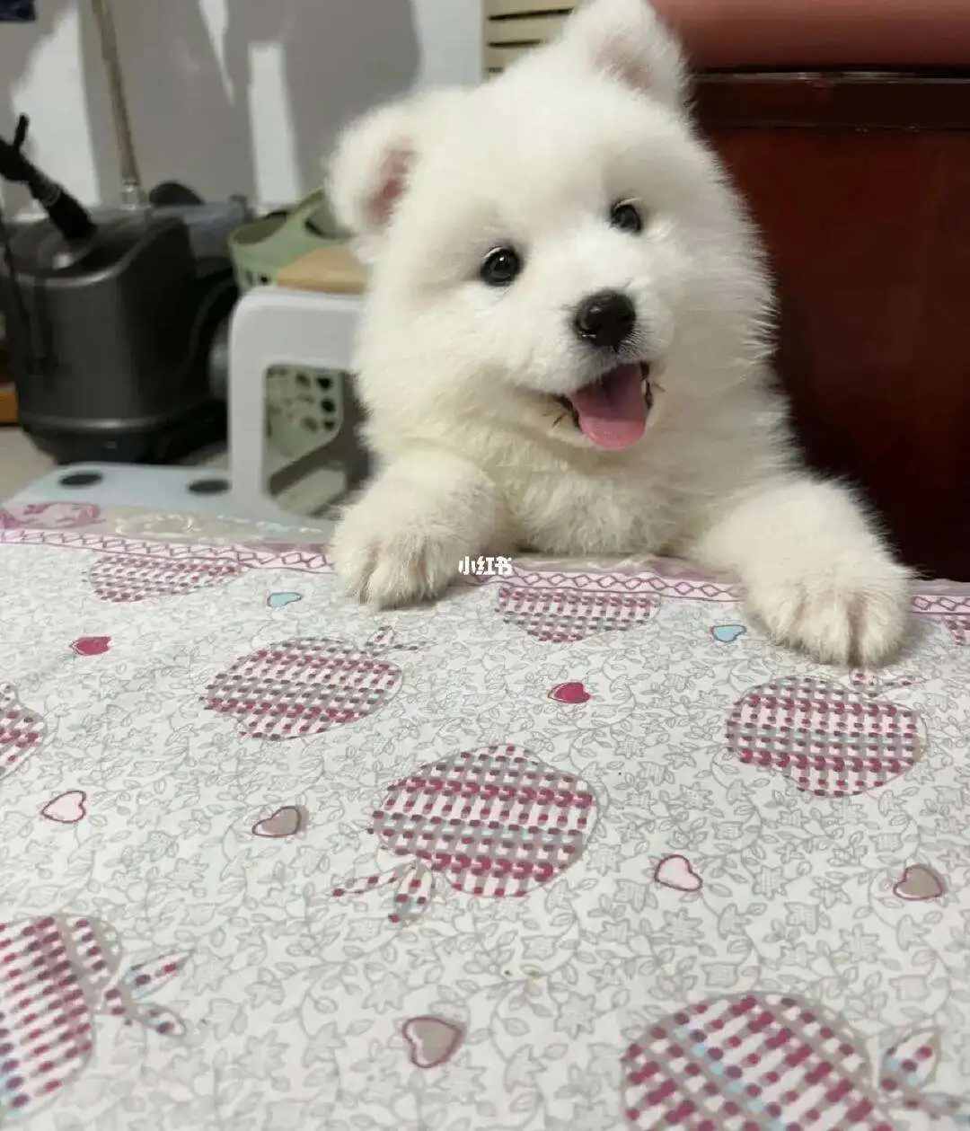 萨摩耶笼养好还是散养好(萨摩耶笼养好还是散养好呢)