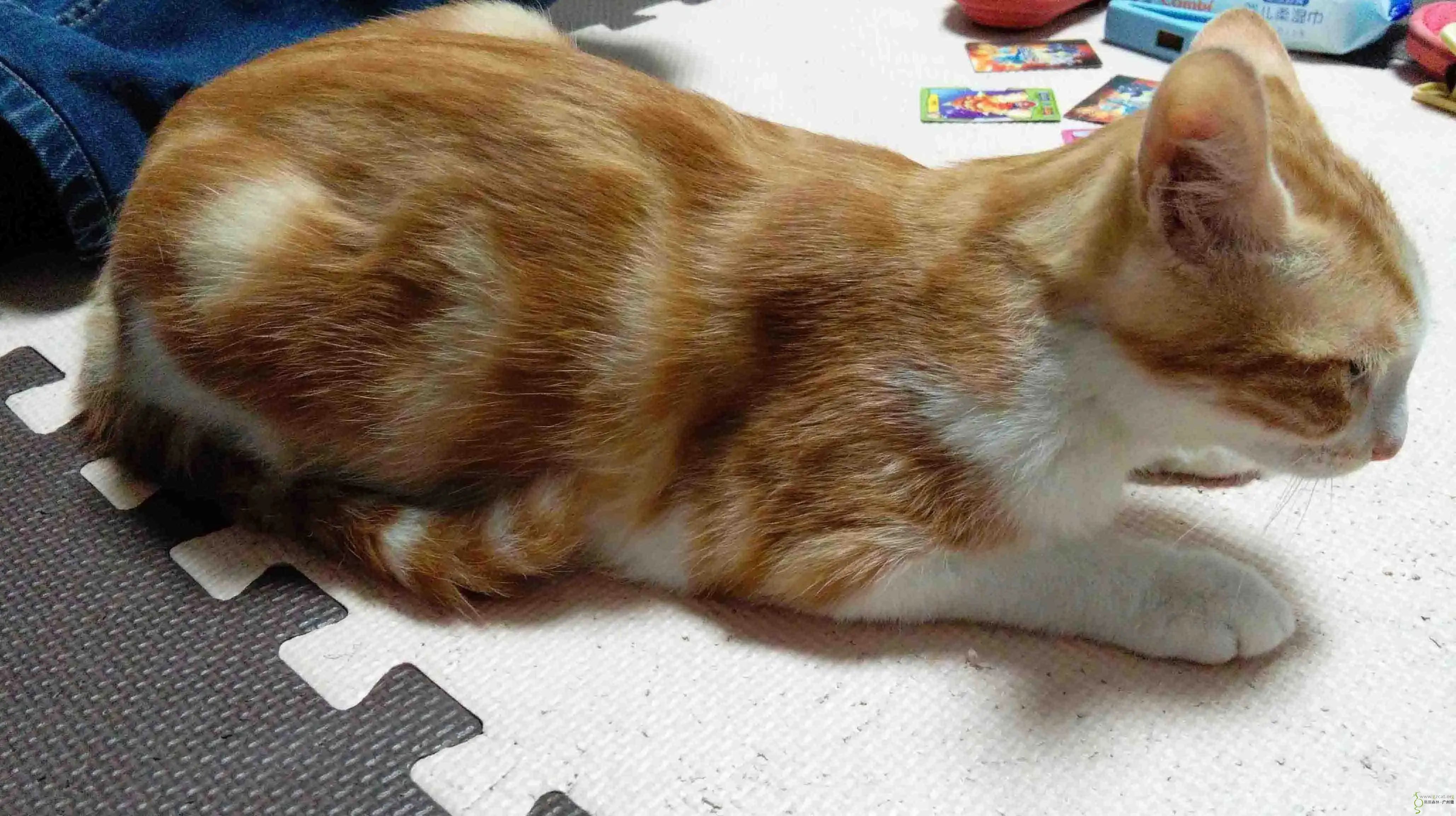 黄斑猫品种(黄色斑点猫是什么品种)