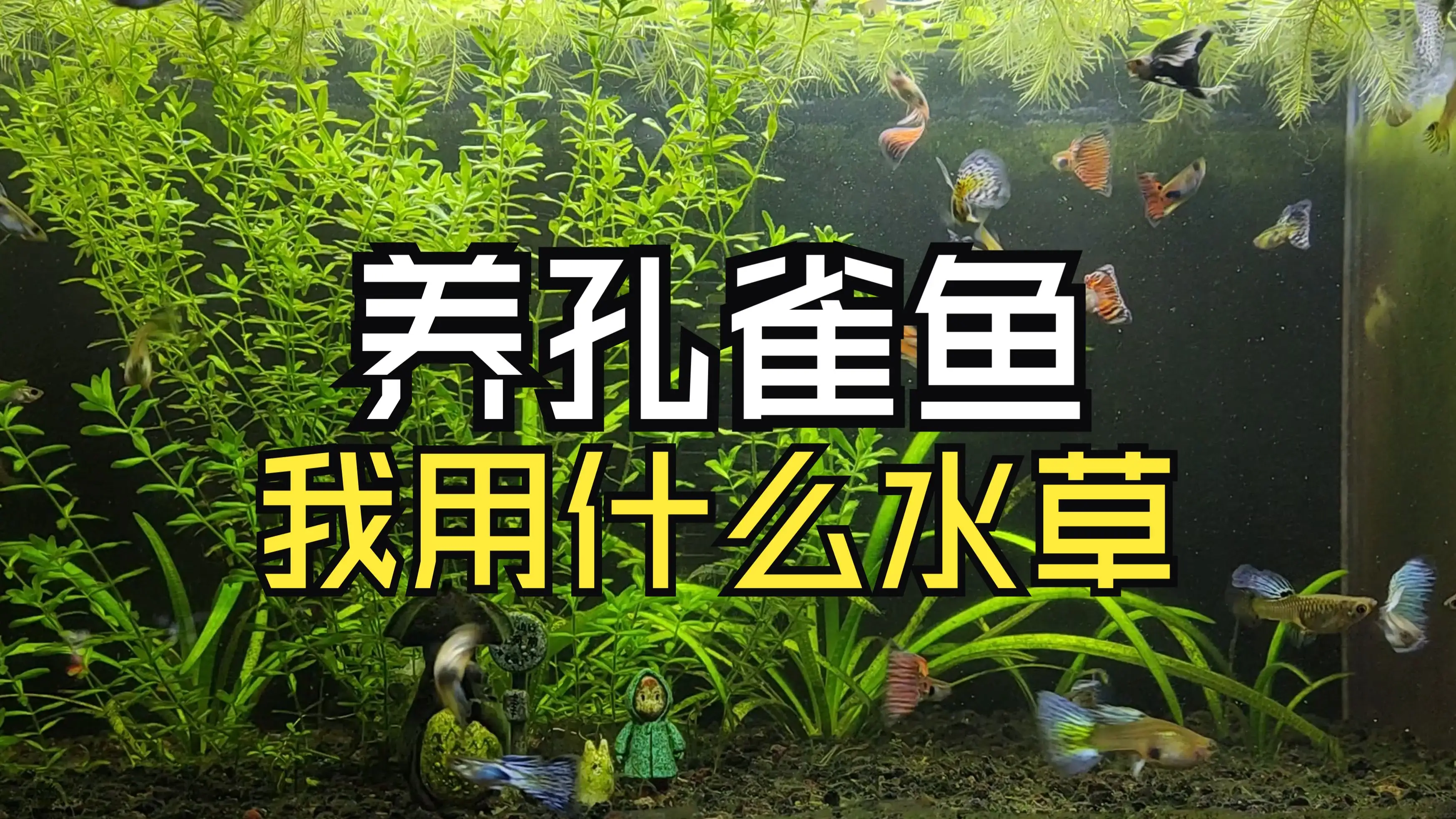养孔雀鱼用什么过滤器(养孔雀鱼用什么过滤器静音好)