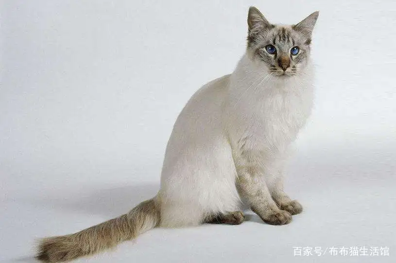 宠物小猫的品种及价格表(宠物小猫的品种及价格表大全)