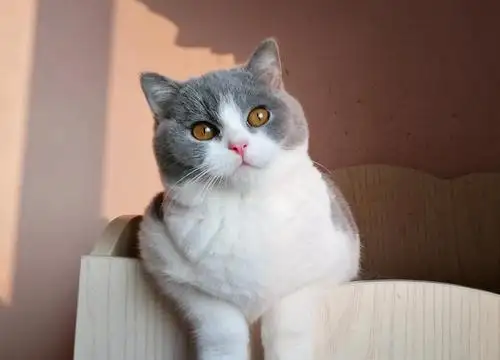 灰白猫咪是什么品种(灰白猫咪是什么品种猫)