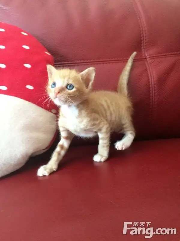 黄斑猫品种(黄色斑点猫是什么品种)