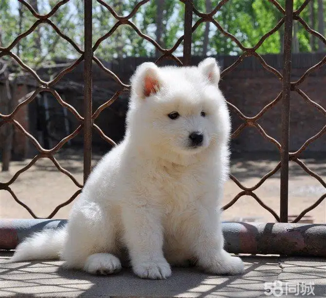 萨摩耶一般多少钱一只幼犬(萨摩耶多少钱一只幼犬最便宜)